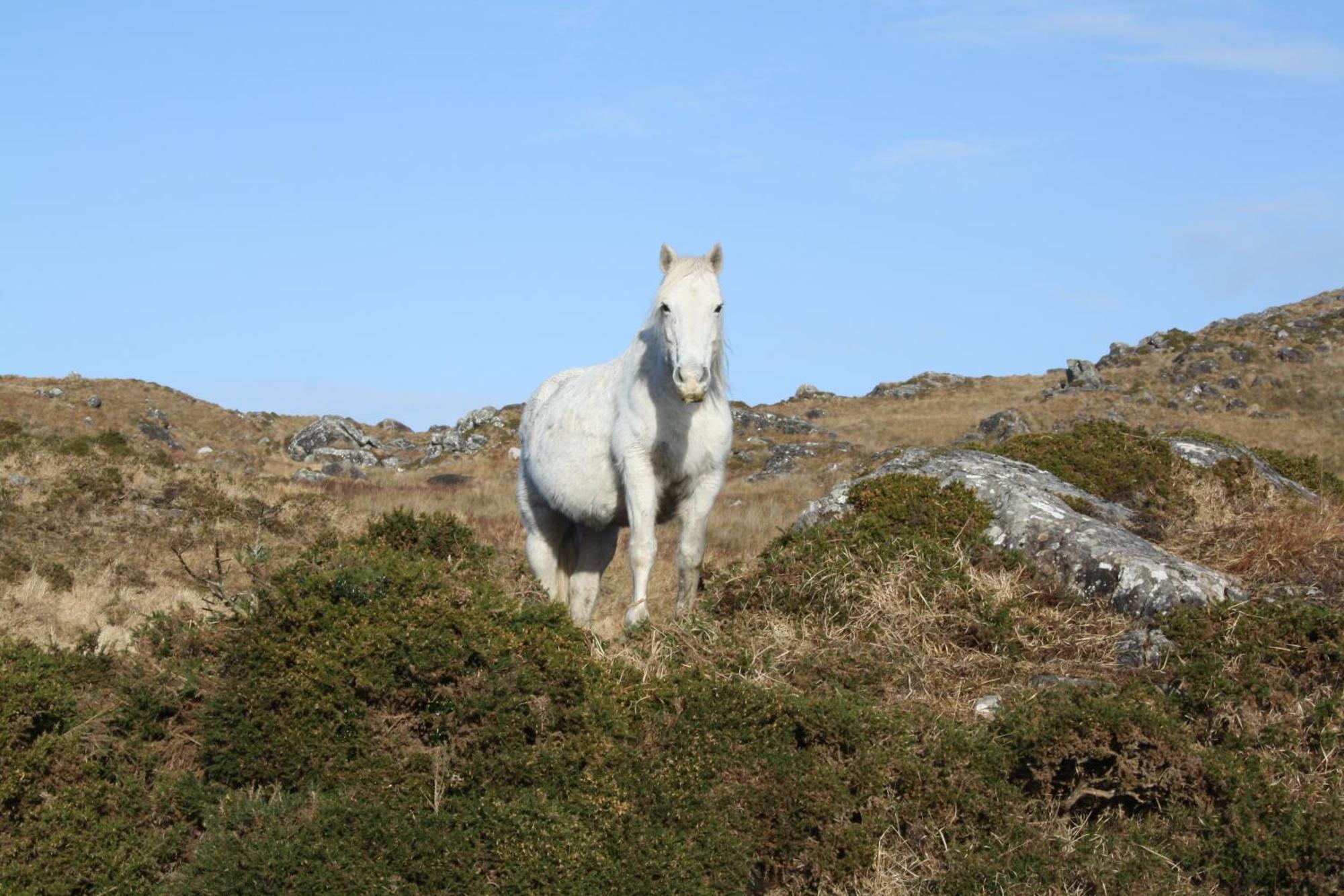 The Connemara - Sleepzone